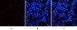 Chk2 (phospho Thr68) Polyclonal Antibody